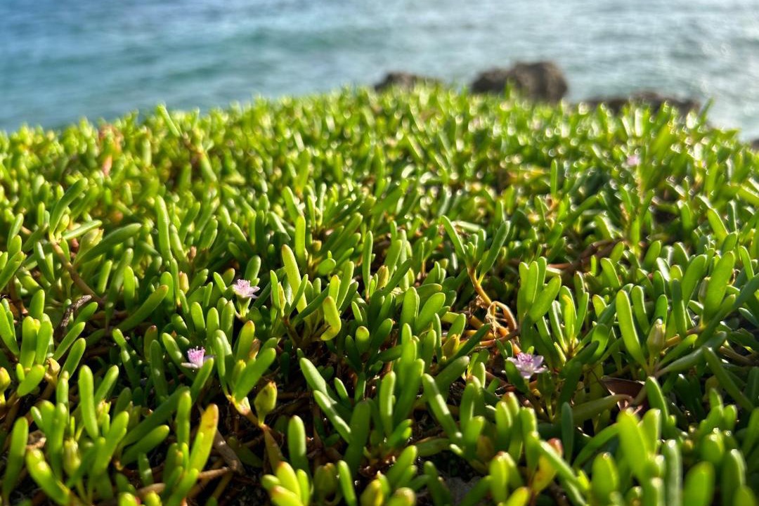 Photo of Outdoor in Bayahibe
