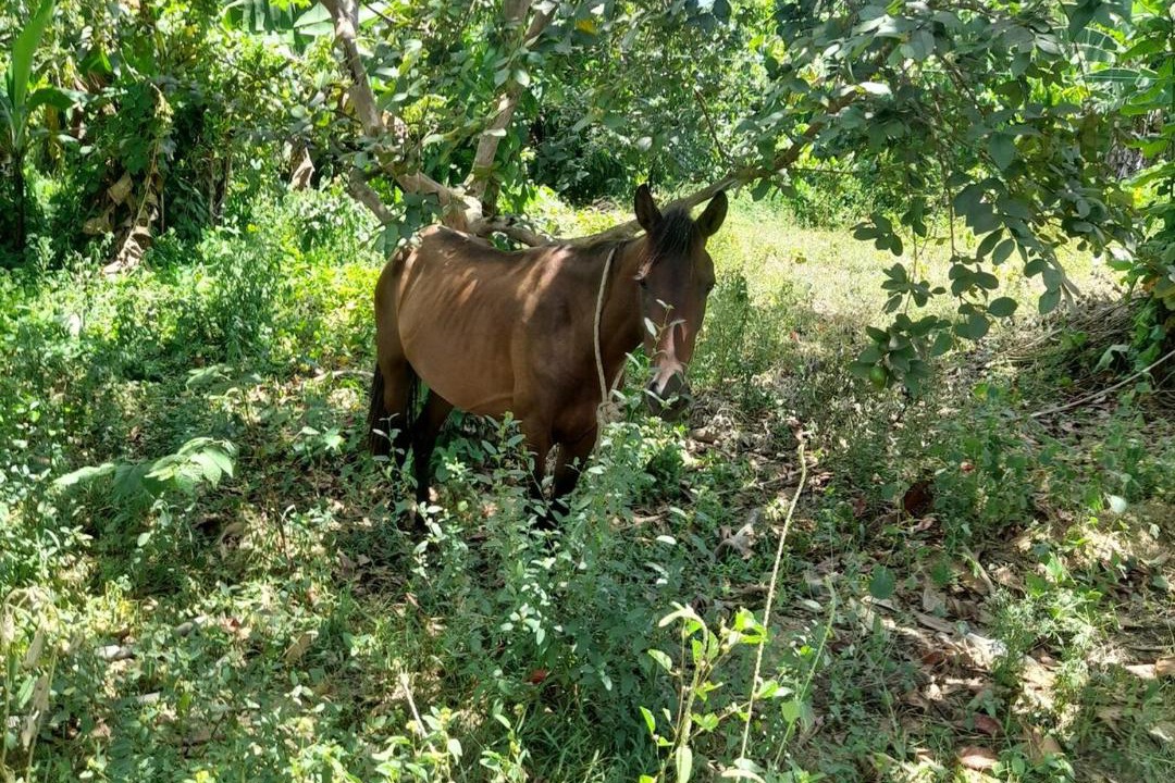 Photo of Outdoor in Veragua