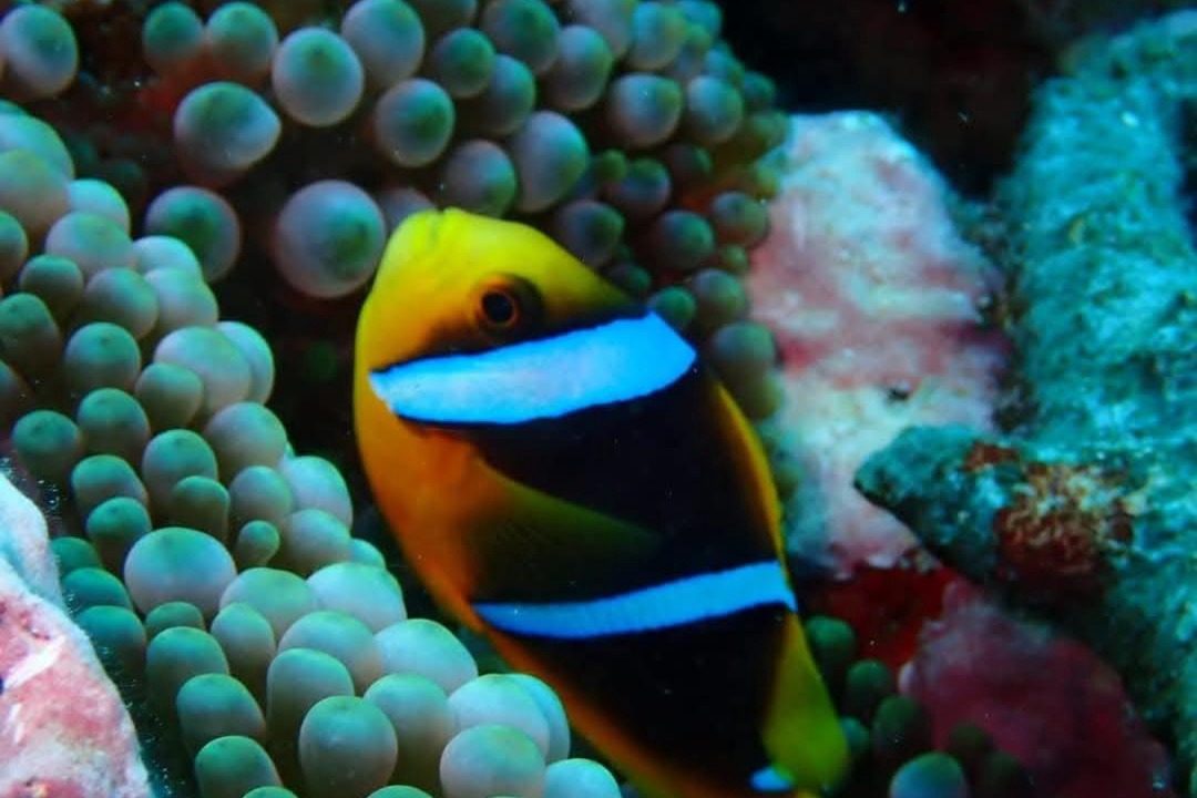 Photo of Others in Taveuni Island East