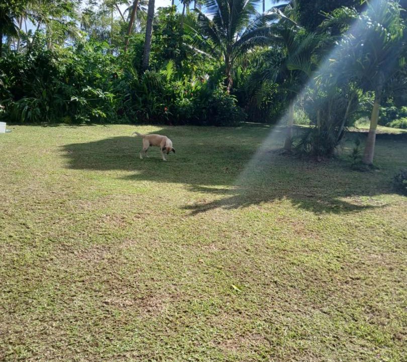 Photo of Others in Korolevu