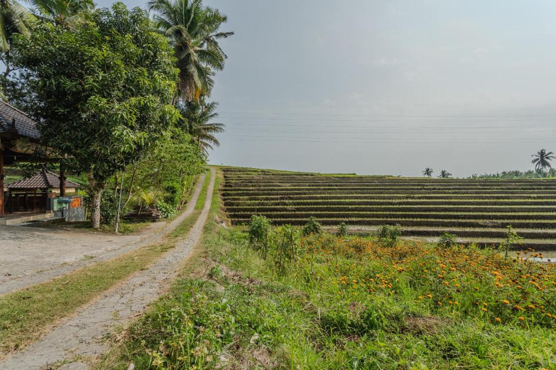 Photo of Others in Suraberata