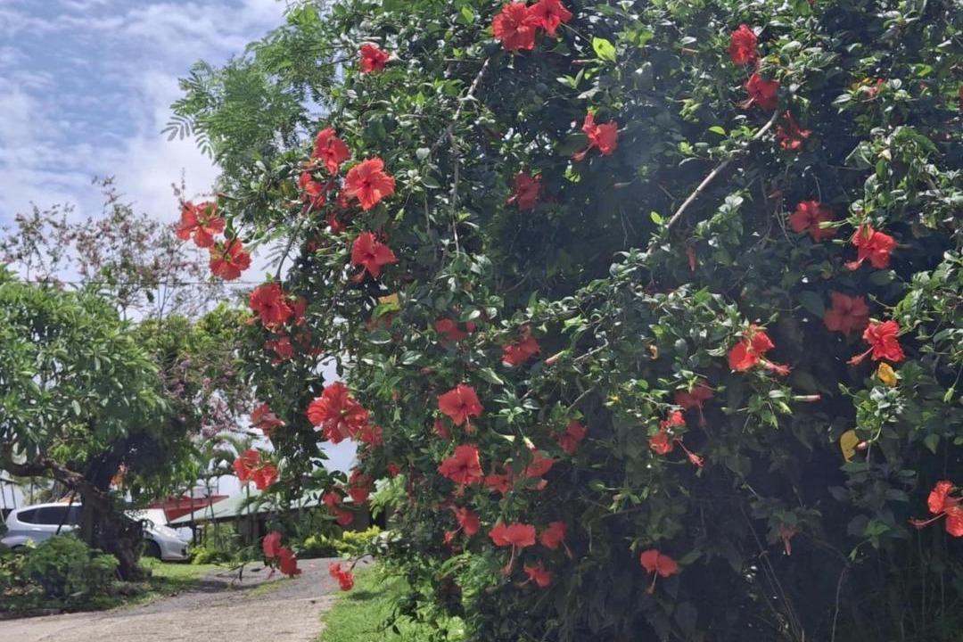 Photo of Outdoor in Tavua