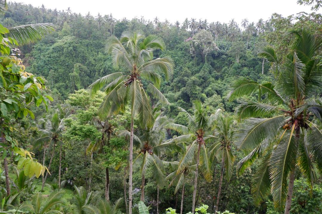 Photo of Others in Medewi