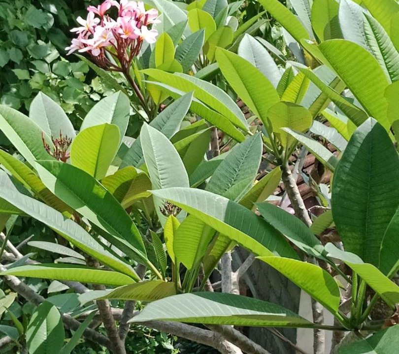 Photo of Others in Lodtunduh