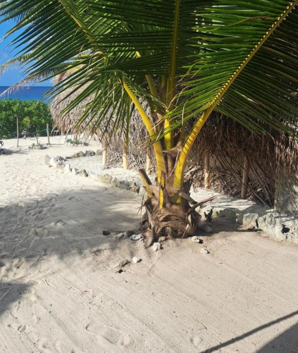 Photo of Others in Huahine