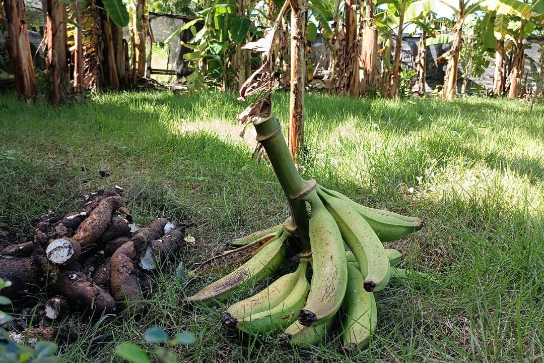 Photo of Others in Imbert