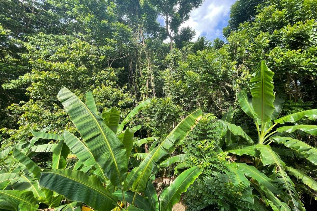 Photo of Outdoor in Samana