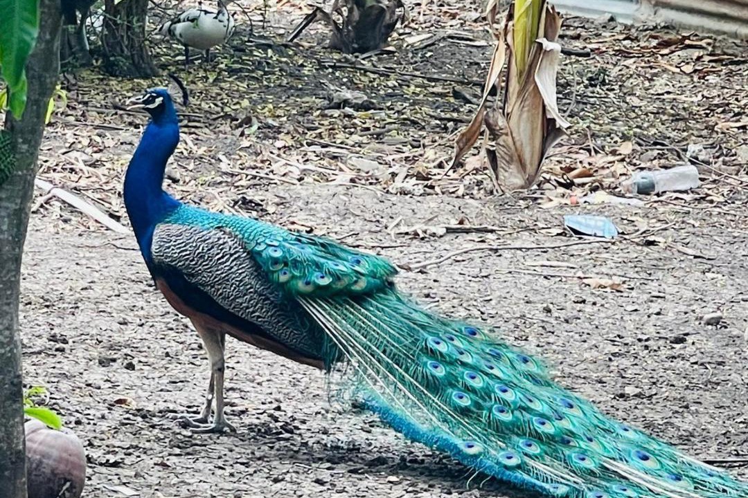 Photo of Others in Guayubin