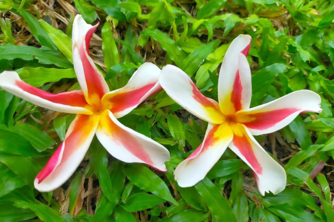 Photo of Outdoor in Sanur Kauh