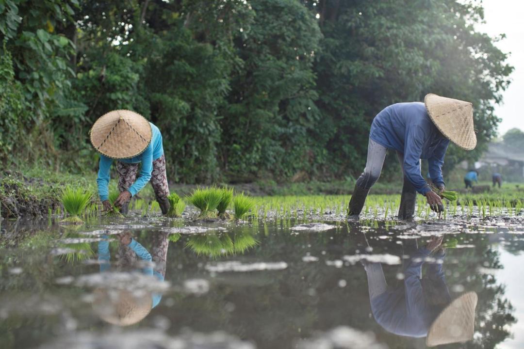 Photo of Others in Tabanan