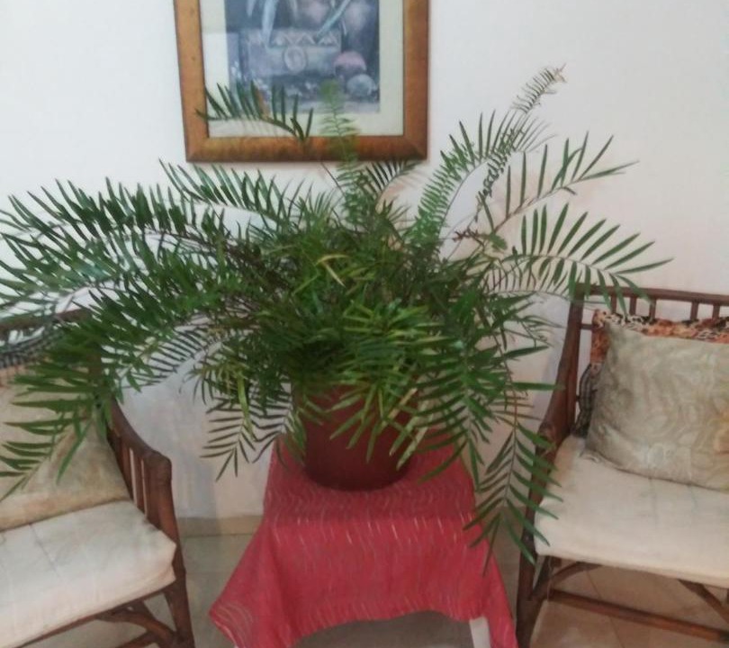 Photo of Others in Reparto Ibarra