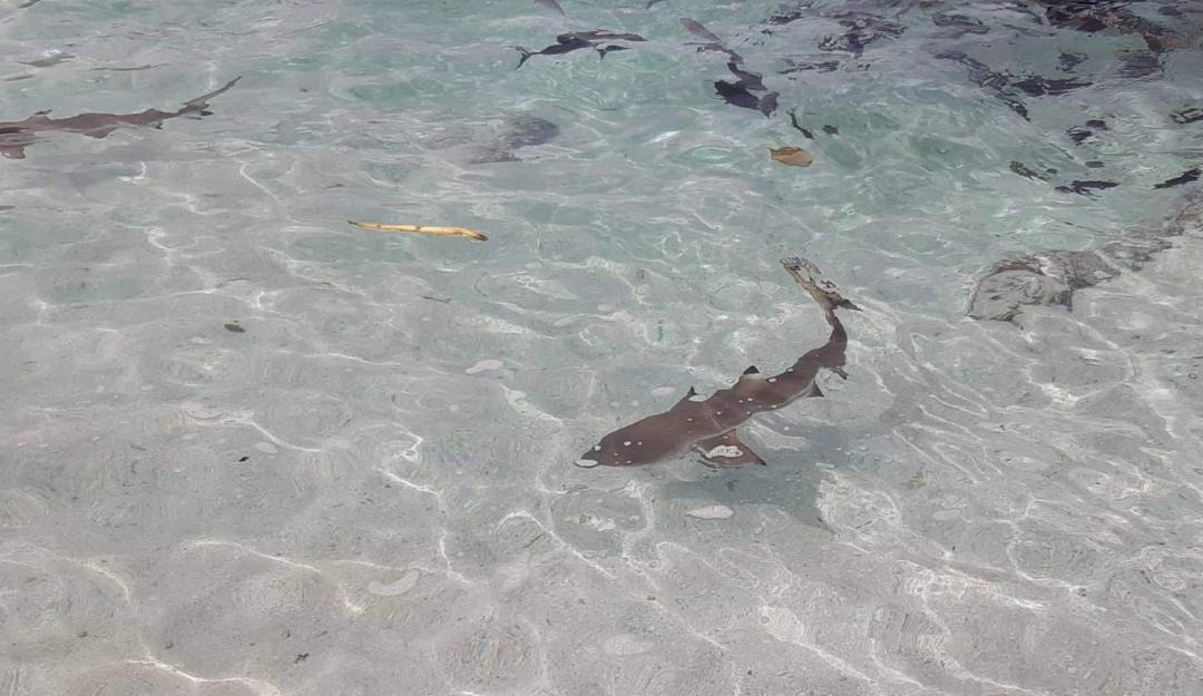 Photo of Others in Moorea-Maiao