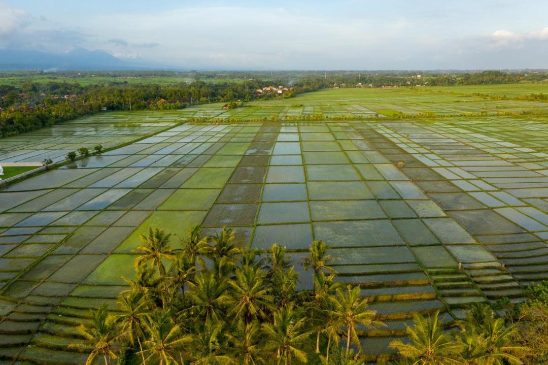 Photo of Others in Kerambitan
