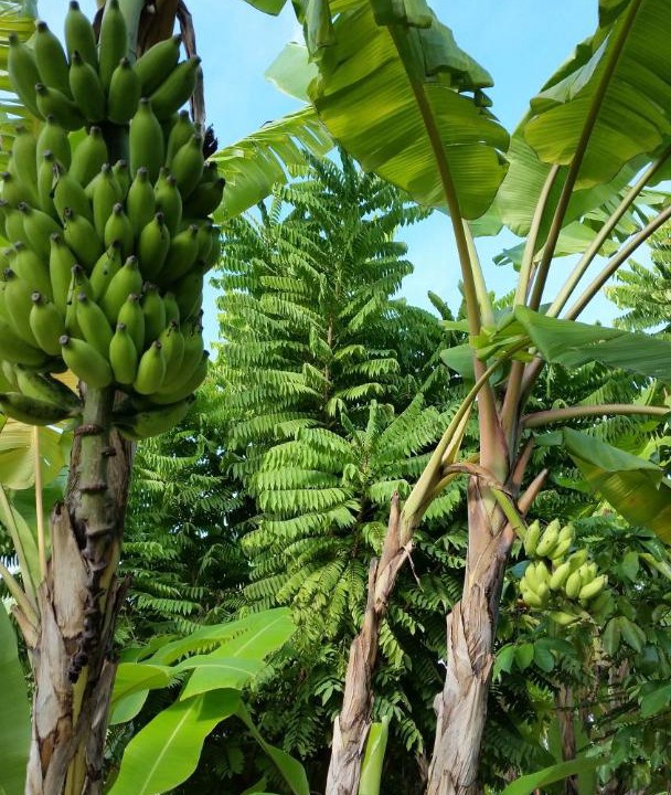 Photo of Others in Eden Island