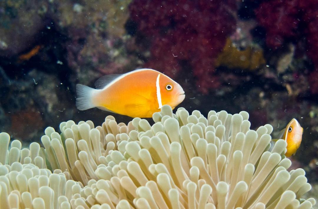 Photo of Others in Nukubati Island