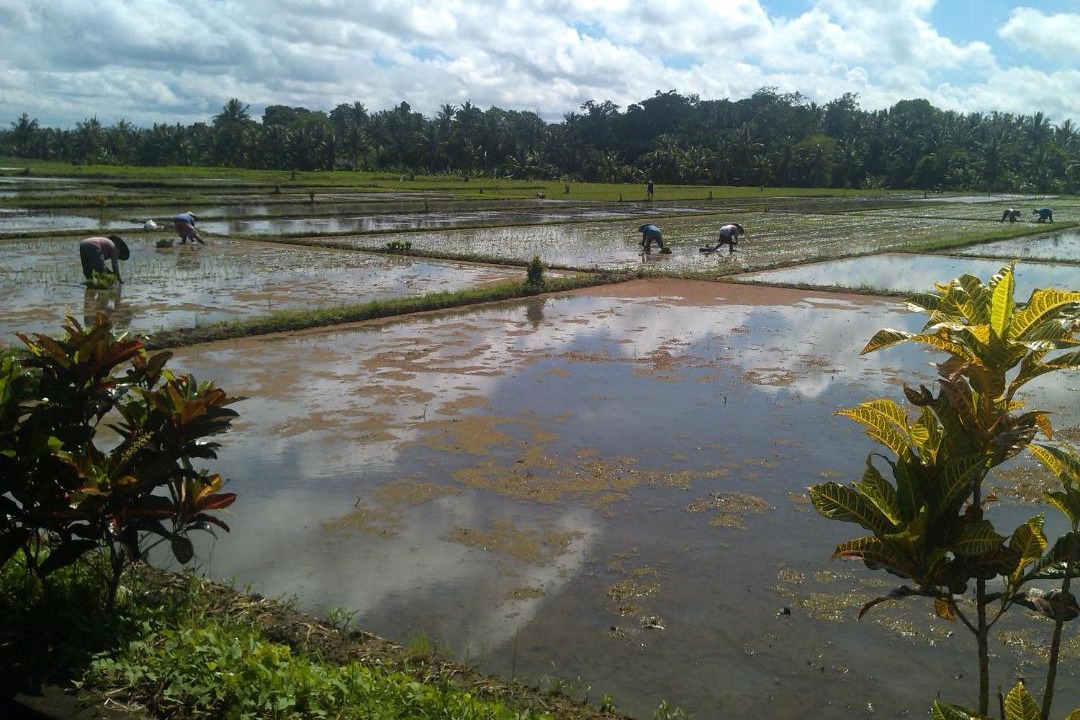 Photo of Others in Tabanan
