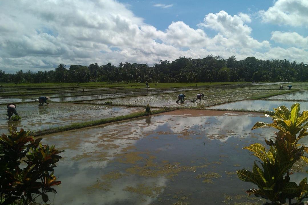 Photo of Others in Tabanan