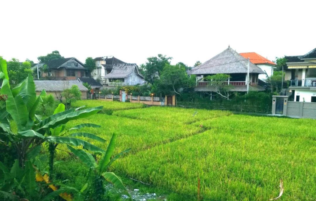 Photo of Others in Nyuh Kuning