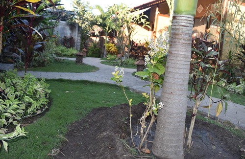 Pejarakan Hotel | Made Taro - Menjangan Homestay