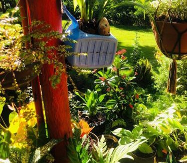 Samana Other | Ranchito PyP